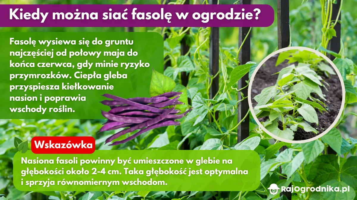 Kiedy można siać fasolę w ogrodzie blog sklep rajogrodnika